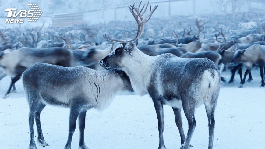 Over 60% get Santa’s reindeer gender wrong, MOE finds (TPG PHOTO)