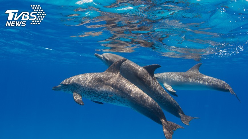 Over a third of dolphin species spotted near Taiwan waters (TVBS News)