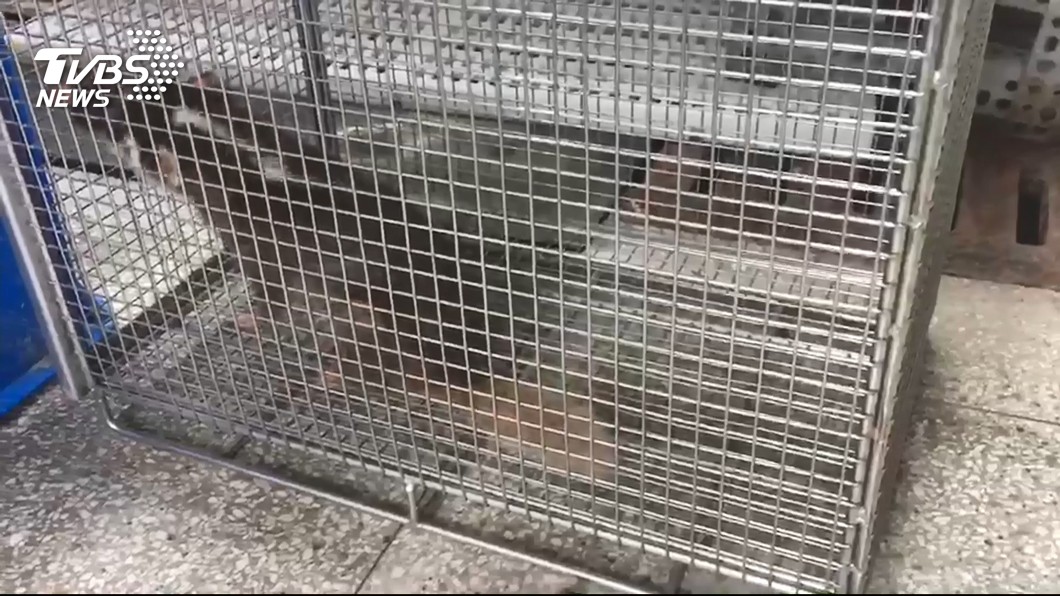 Rabies found in ferret badgers prompts vaccine push (TVBS News)