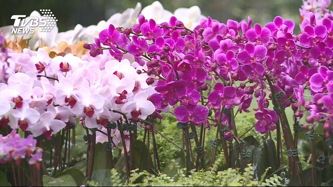 Orchid event to feature fashion and immersive experiences (TVBS News)