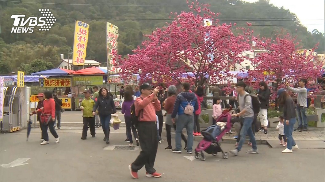 Cherry blossoms to bloom in Taiwan (TVBS News)