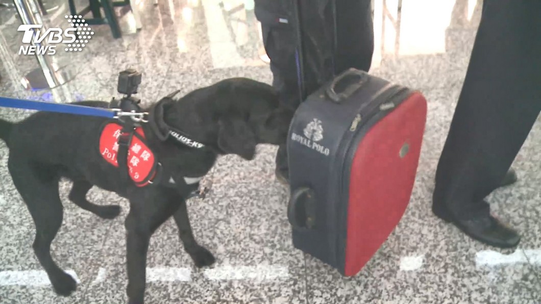 Taiwan seeks dog handlers for airport and seaport security (TVBS News)