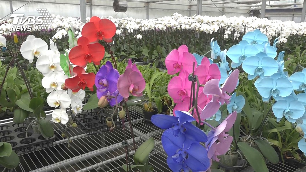 Taiwan boosts orchid industry amid trade uncertainties (TVBS News)