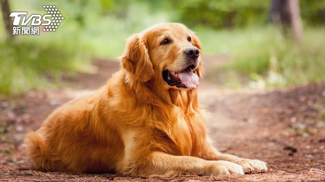 Taipei warns pet owners of fines for inadequate warmth (Shutterstock)