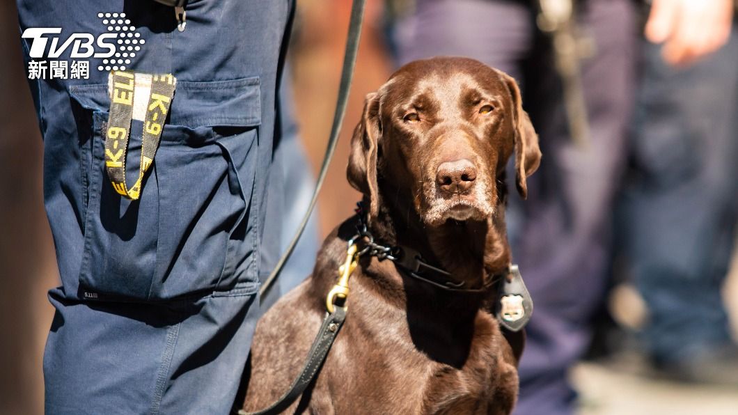 Ministry of National Defense retires two drug-sniffing dogs (Shutterstock)