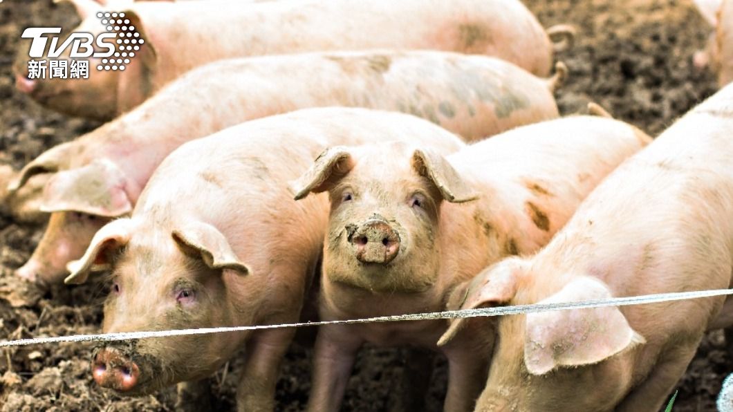 Quarantine key to protecting Taiwan’s pork: MOA (Shutterstock)