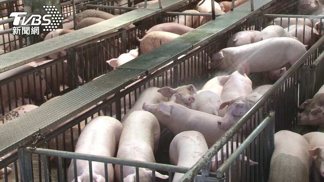 Swine association questions waste feed ban timeline (TVBS News)
