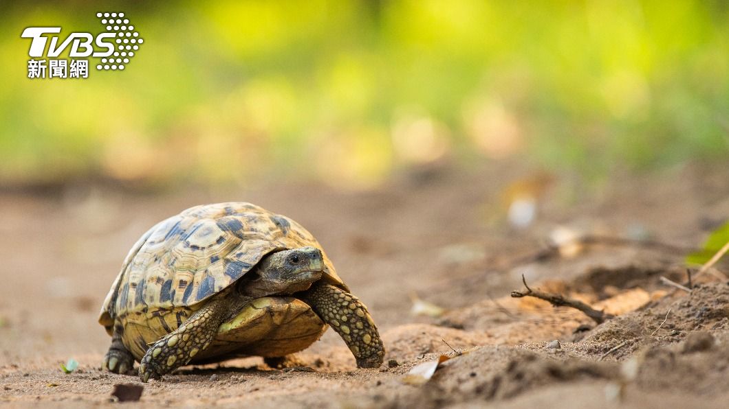 Taipei rescues 130 turtles, celebrates World Turtle Day (Shutterstock)