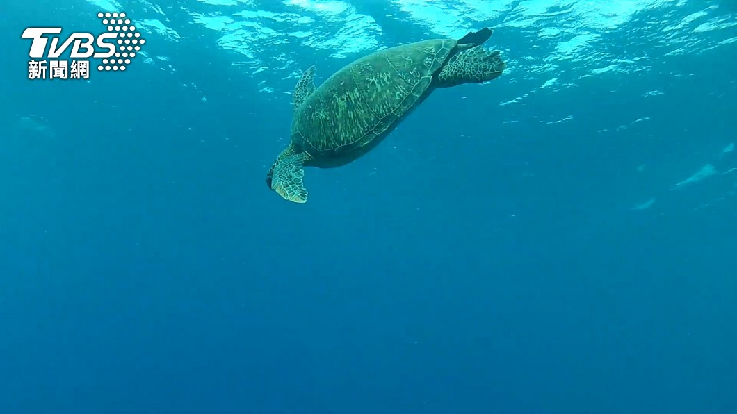 Taiwan to open marine conservation education center in July (TVBS News)