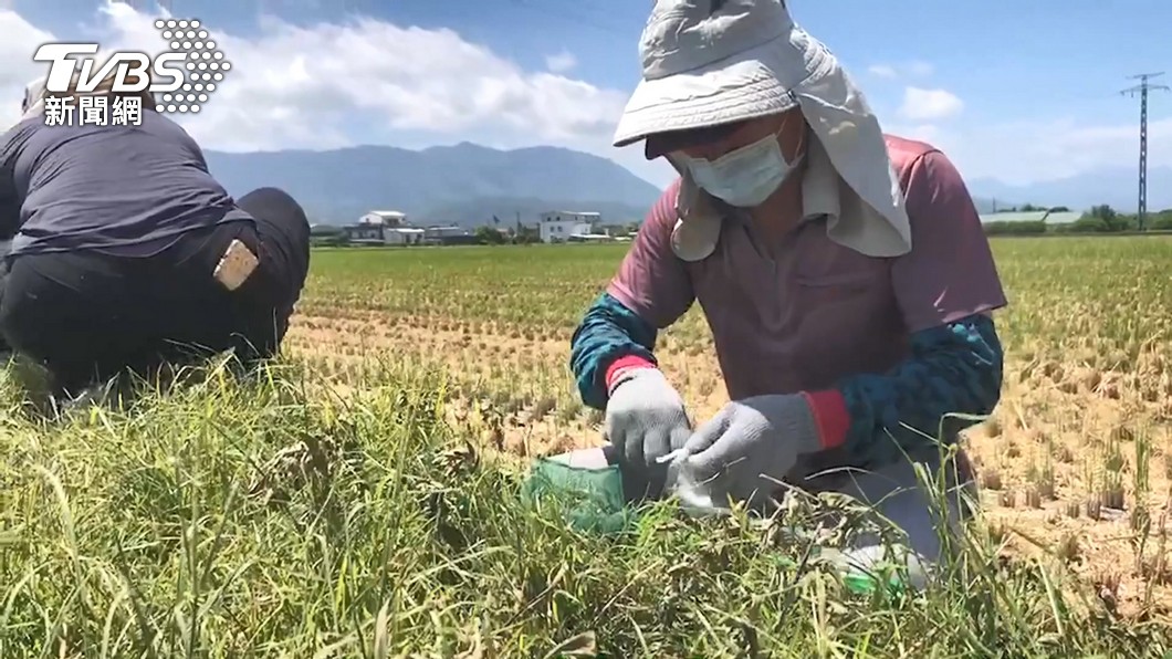 Taiwan, Africa strengthen ties with agriculture training (TVBS News)