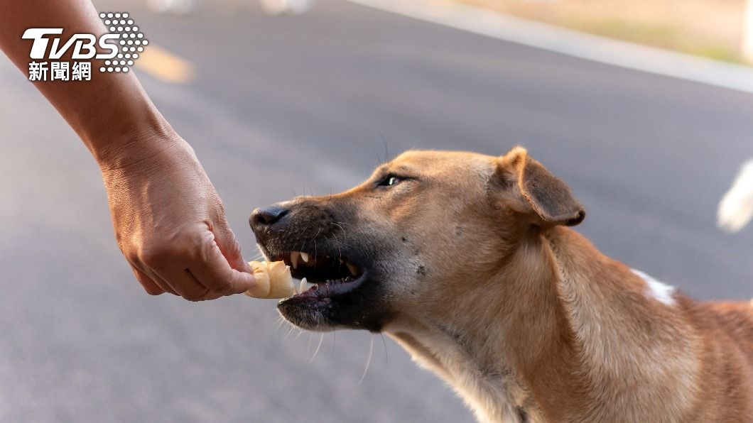 Changhua Hospital uses dogs to aid elderly rehabilitation (Shutterstock)
