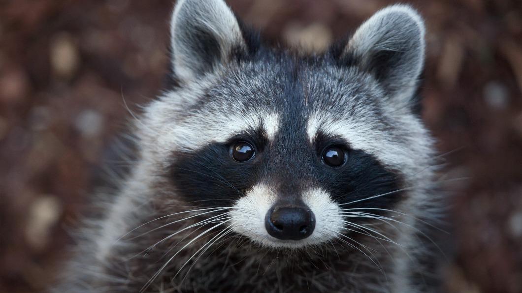Ministry targets animal welfare with new import bans (Shutterstock)