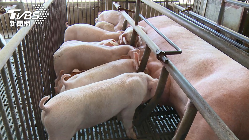 Taiwan declared swine disease-free (TVBS News)