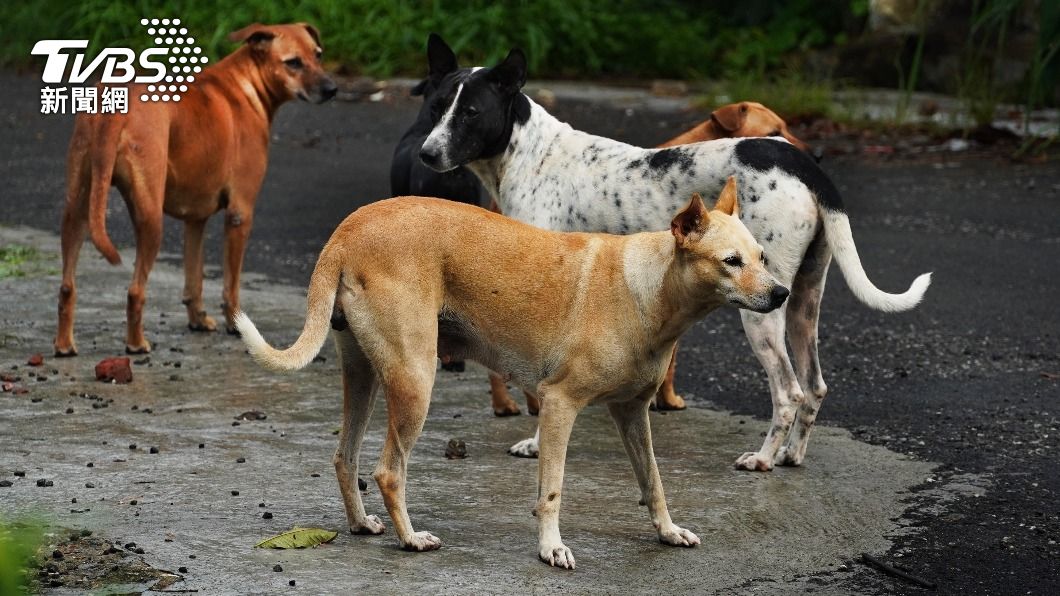Kaohsiung boosts stray dog adoptions by 17% this year (Shutterstock)