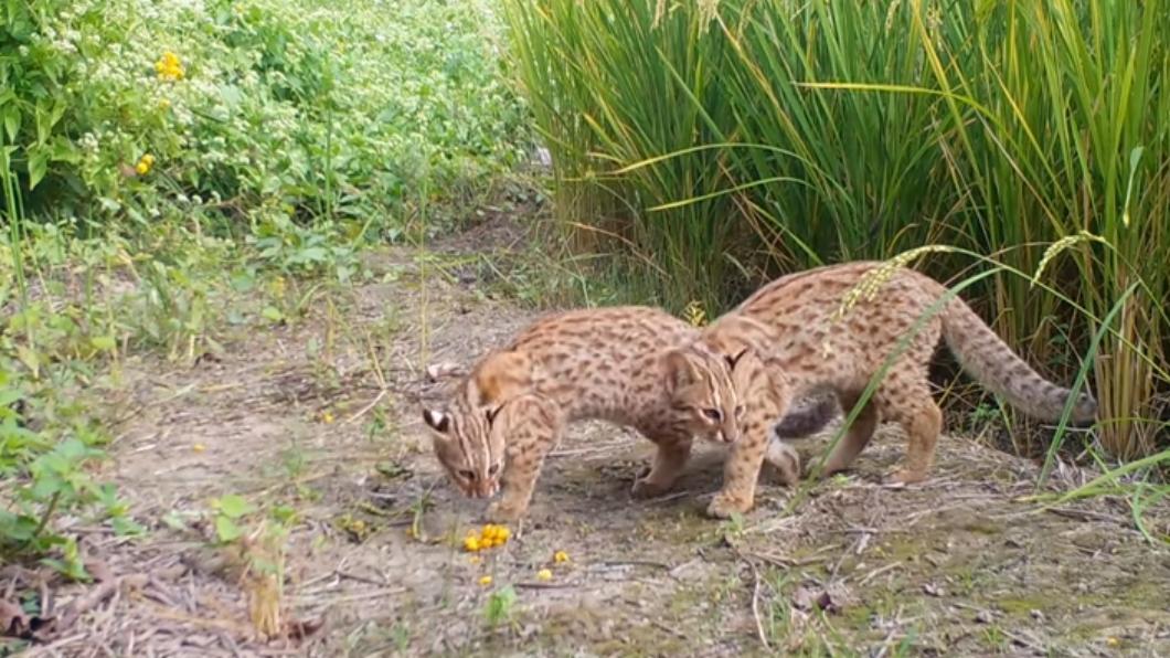 Changhua passes leopard cat protection law (Courtesy of 石虎保育 阿虎加油)