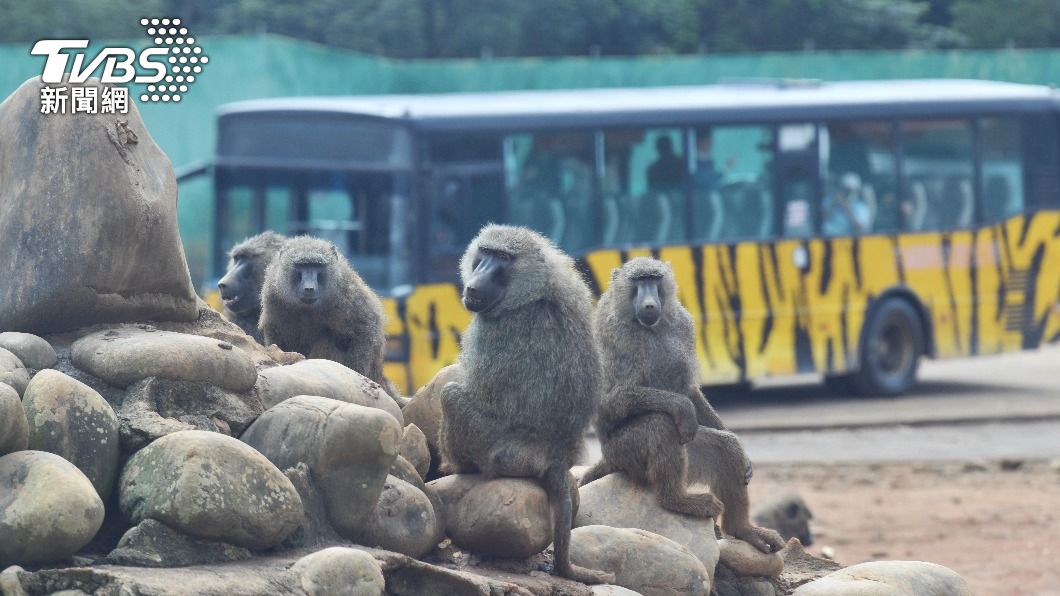 Taoyuan City Gov’t, MOA blamed for baboon capture: Control Yuan (TVBS NEWS)
