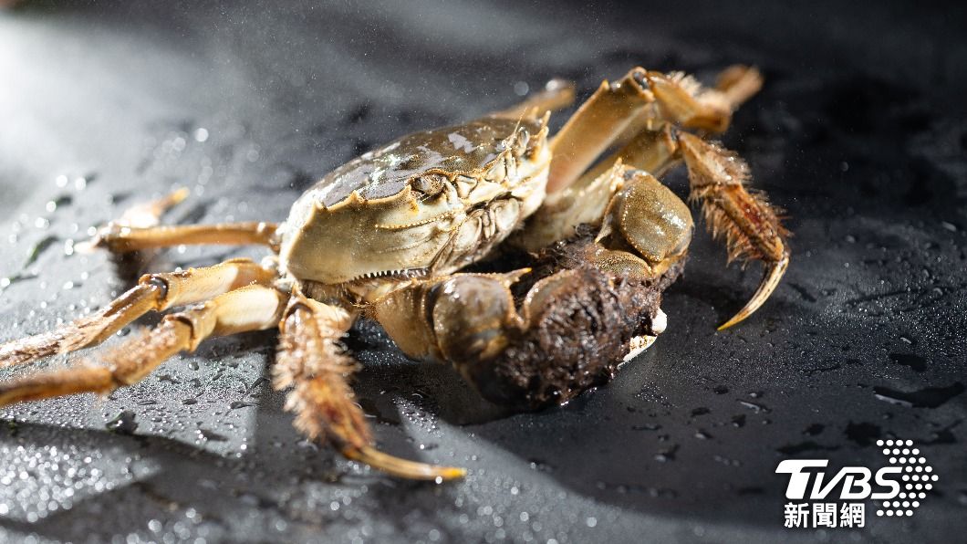 Taiwan’s new eco-corridor slashes land crab roadkill by 81% (Illustration purpose only. Shutterstock