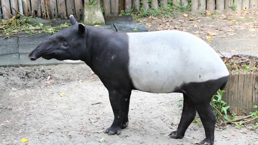 Infection suspected in sudden death of Malayan tapir Moke (Courtesy of Taipei Zoo)
