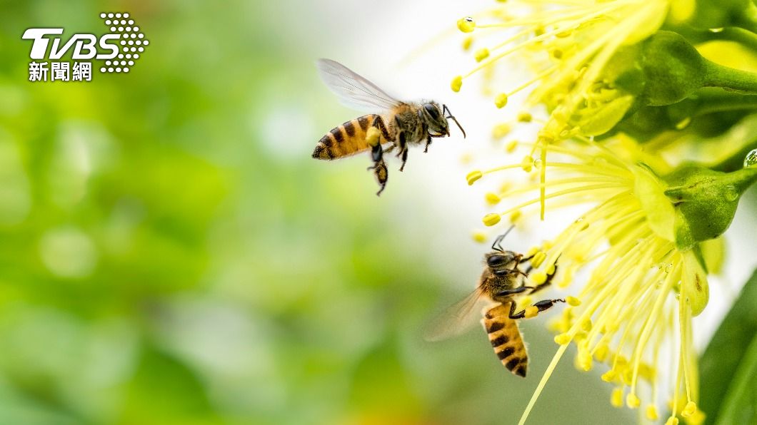 Hornet attack leaves two dead, nine injured in New Taipei (Shutterstock)