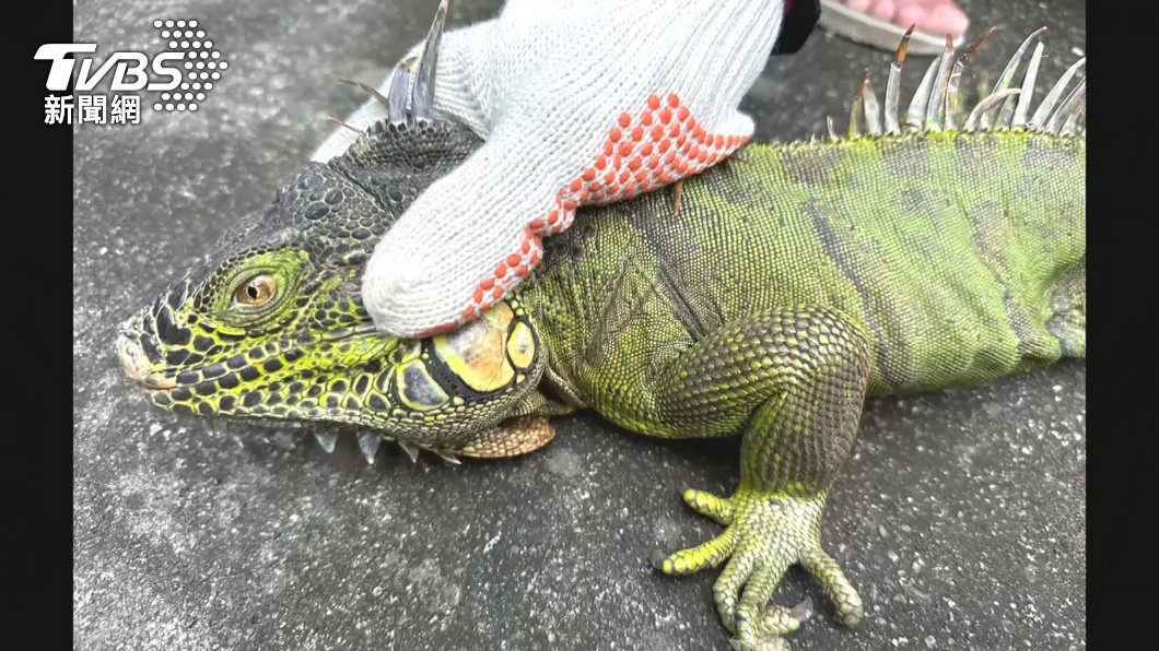 Taiwan raises iguana removal fee to NT$800 per reptile (TVBS News)
