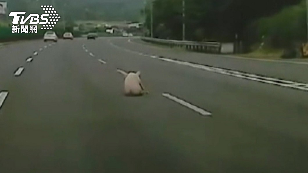 Police rescue injured pig from Formosa Freeway (TVBS News)