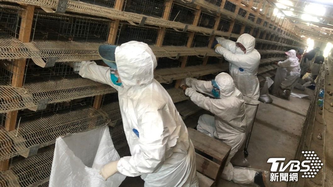 Taiwan boosts avian flu checks amid regional outbreaks (TVBS News)