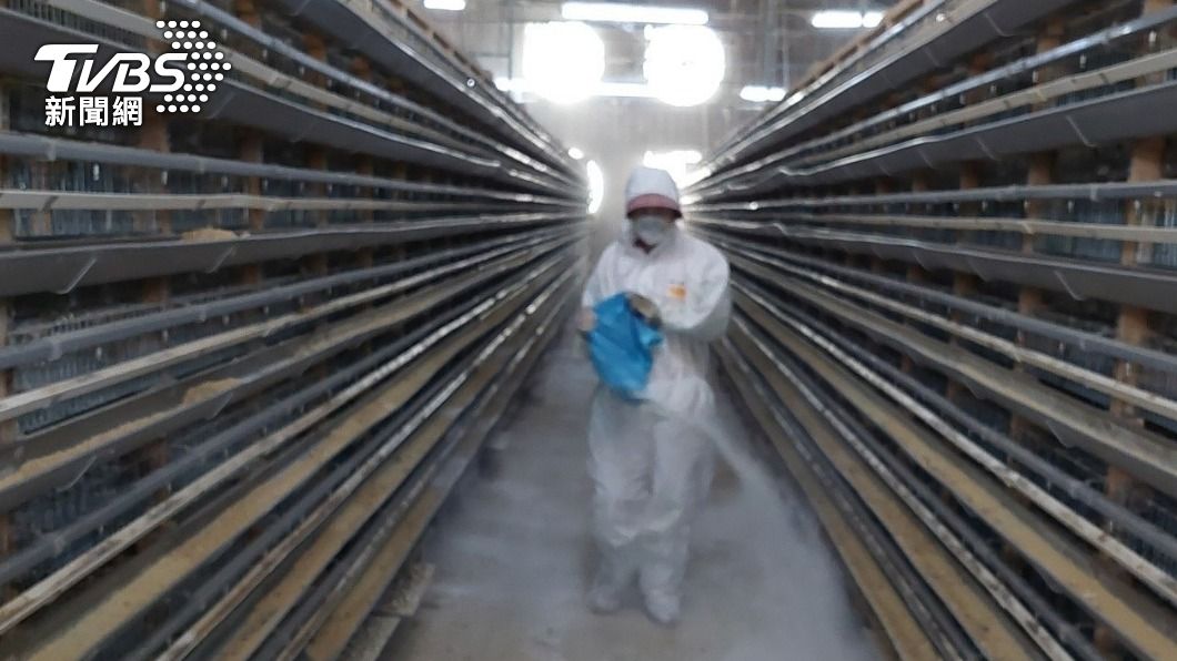 Chiayi reports first local avian flu outbreak this fall (TVBS News)