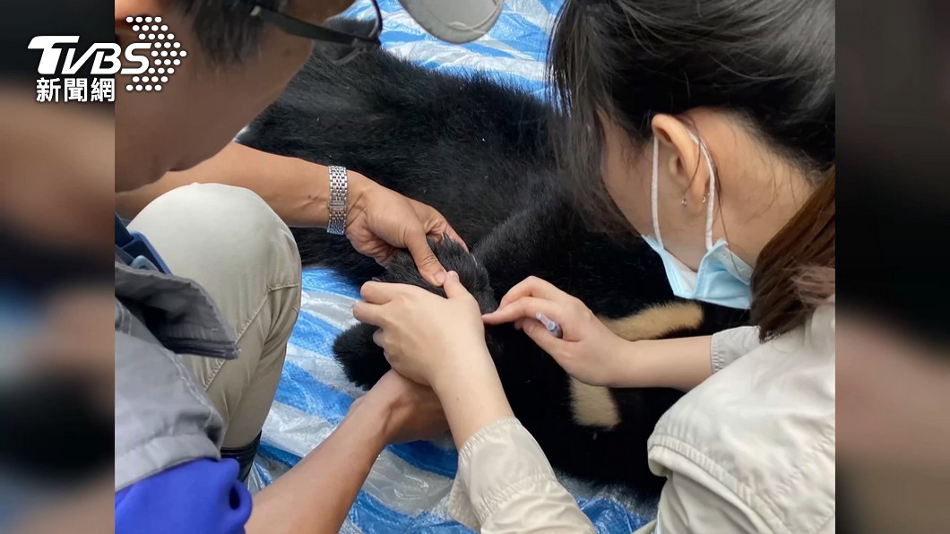 Formosan black bear released to the wild after FNCA’s care (TVBS News)
