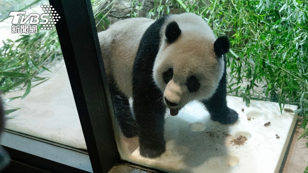U.S. national zoo to return giant pandas to China (AP)