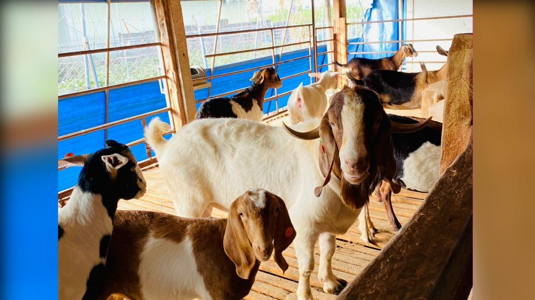 Pingtung sheep farm hit by first brucellosis outbreak (Courtesy of Pingtung County Government)