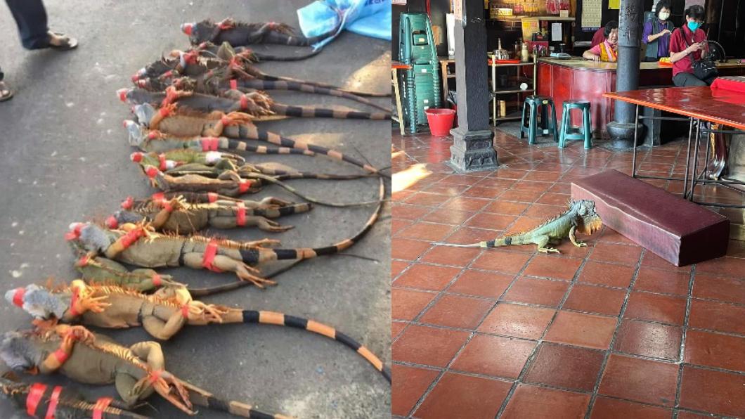Taiwan captures 400 iguanas overnight, sparks online buzz (TVBS News)