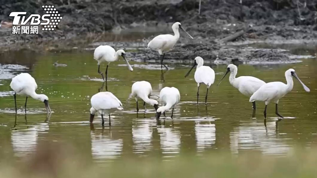 Rare bird census shows record global spoonbill numbers (TVBS News)