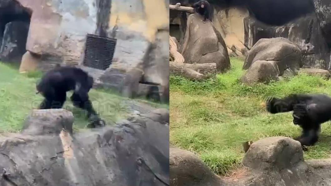 Masked palm civet killed by chimp in zoo (Courtesy of Facebook Page 黑色豪門企業)