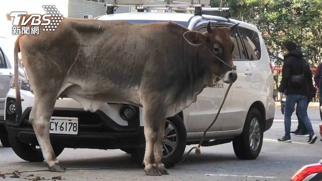 Roaming cow causes minor Christmas traffic disruption (TVBS News)