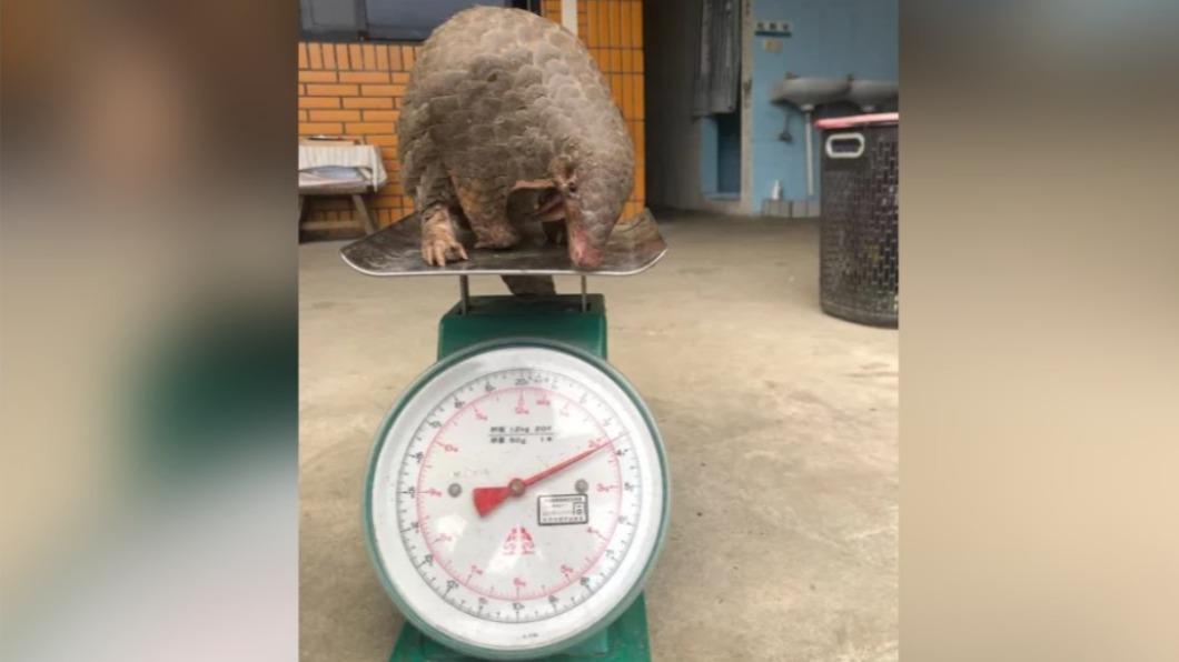 Taiwanese pangolin’s night visit captures hearts (Courtesy of Hsu Ming-wei)