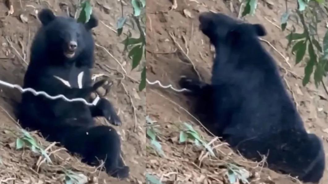 Formosan black bear rescued, transported for medical care (Courtesy of Lo Ching-yu’s Facebook)