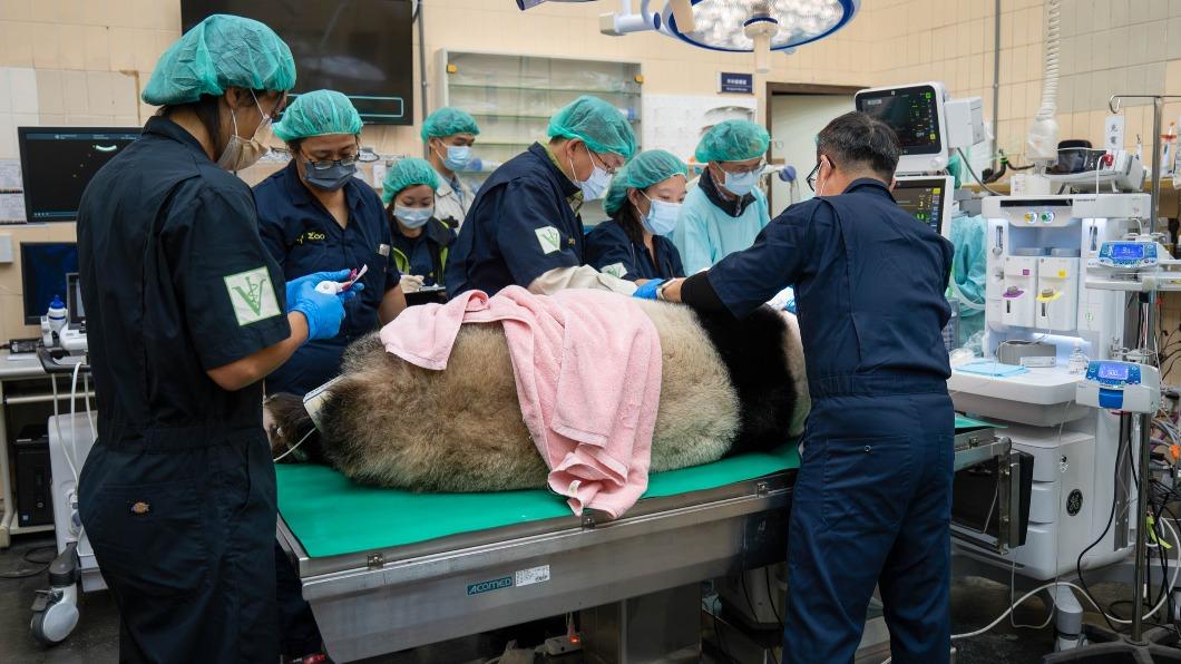 Giant panda Yuan Zai passes health check with flying colors (Courtesy of Taipei Zoo)