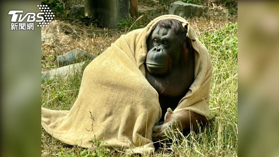 Kaohsiung zoo helps animals keep warm amid cold snap (Courtesy of Shoushan Zoo)