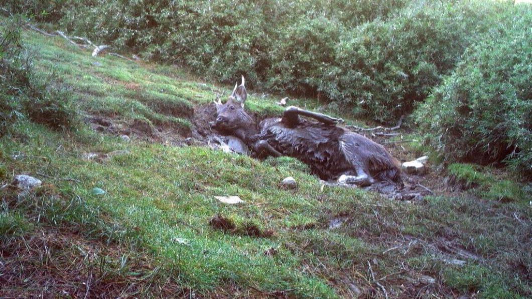 Taiwan’s wildlife caught on camera (Courtesy of FANCA Chiayi Branch)