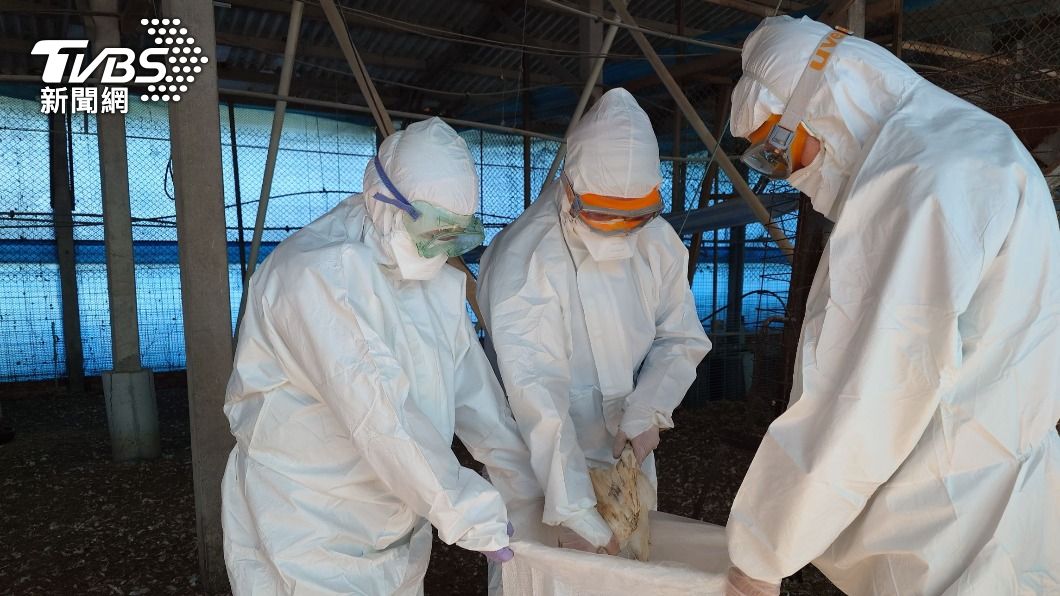 Avian flu prompts biosecurity push (Picture for illustration purposes only/ TVBS News)