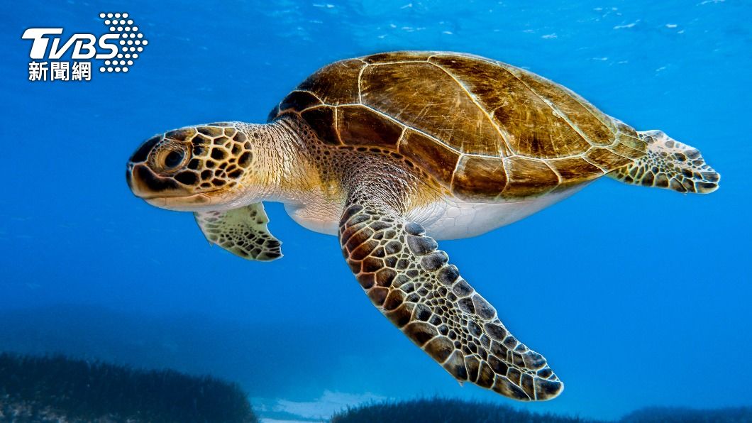 Turtle nesting hits three-year high (Shutterstock)