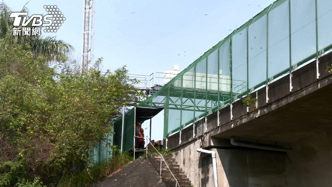 Taiwan protects purple crow butterflies with freeway closure (TVBS News)