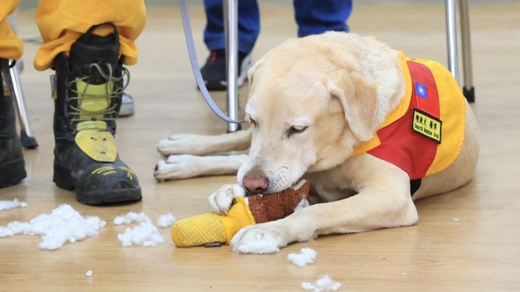 Mayor welcomes home rescue team, gifts dogs toys for efforts (Chen Chi-mai/FB)