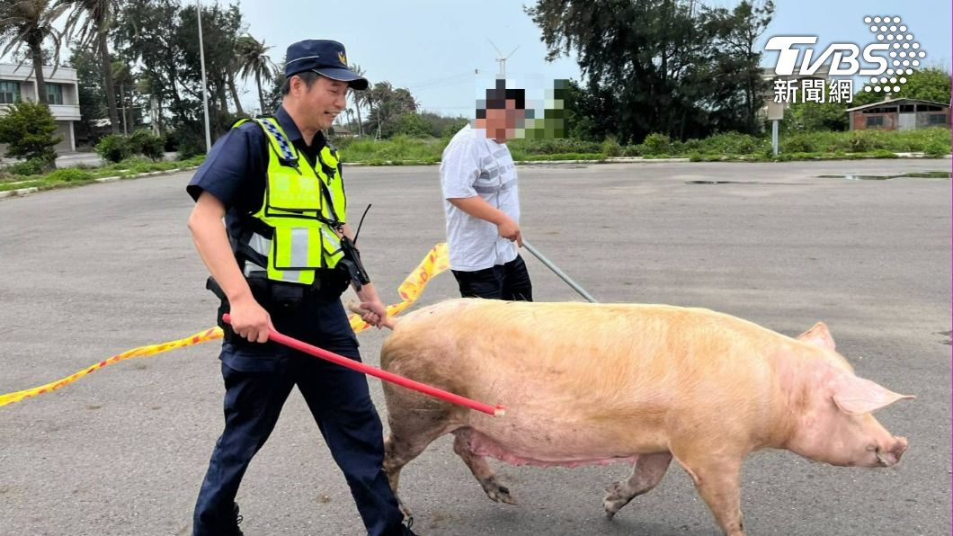 Pig on the loose: Yunlin police’s unusual day herding a sow (TVBS News)