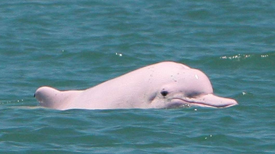 Mazu Pilgrimage shines light on endangered dolphins (Courtesy of Matsu Fish Conservation Union)