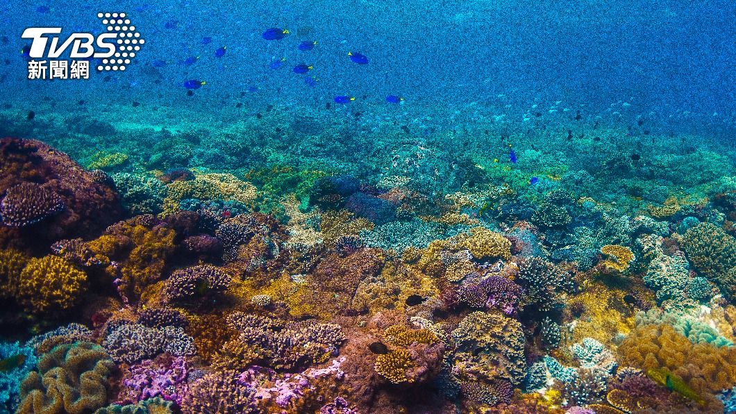 Starfish outbreak threatens Taiwan’s Dongsha Atoll (Shutterstock)
