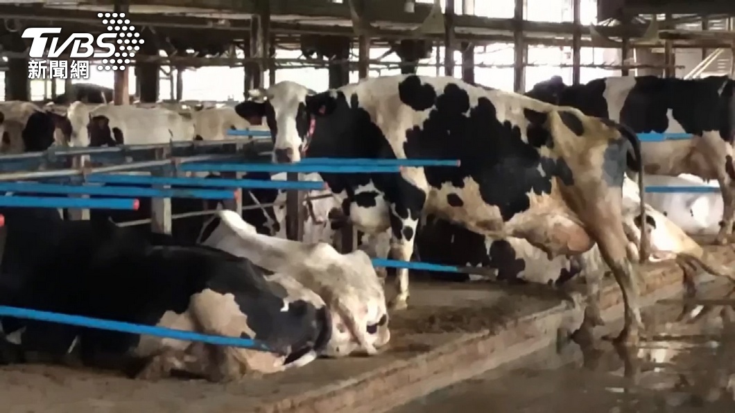 Taiwan acts to protect dairy industry from NZ imports (TVBS News)