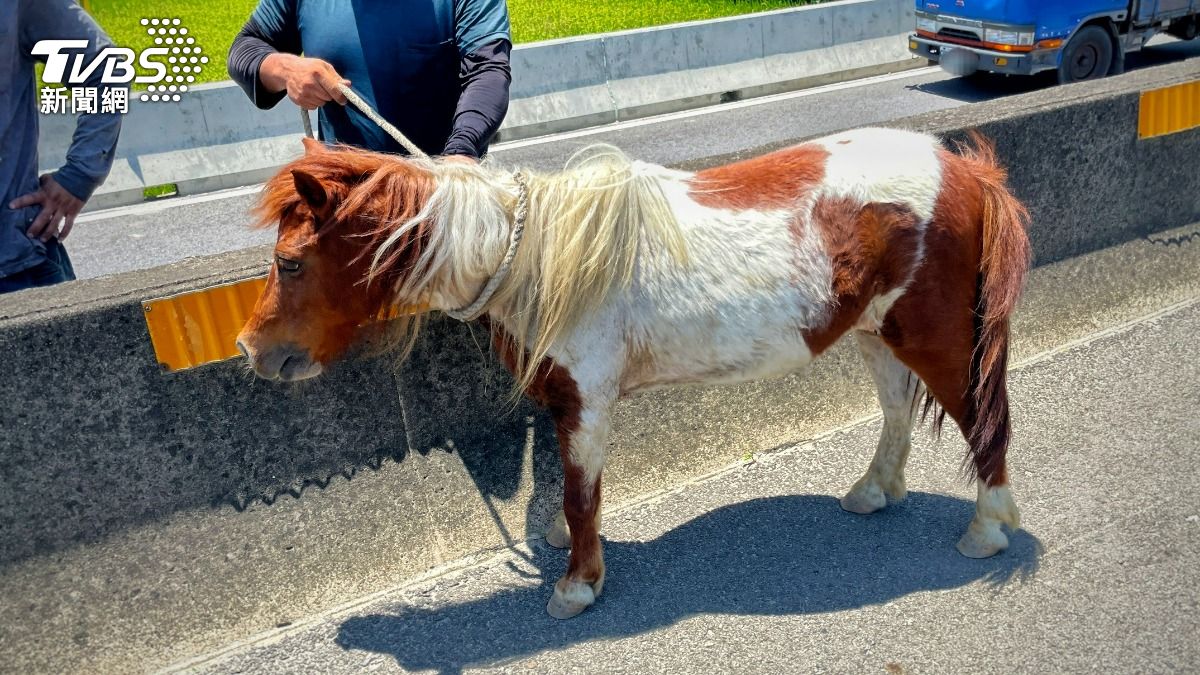 Miniature horse causes stir on Taiwan expressway (TVBS News)