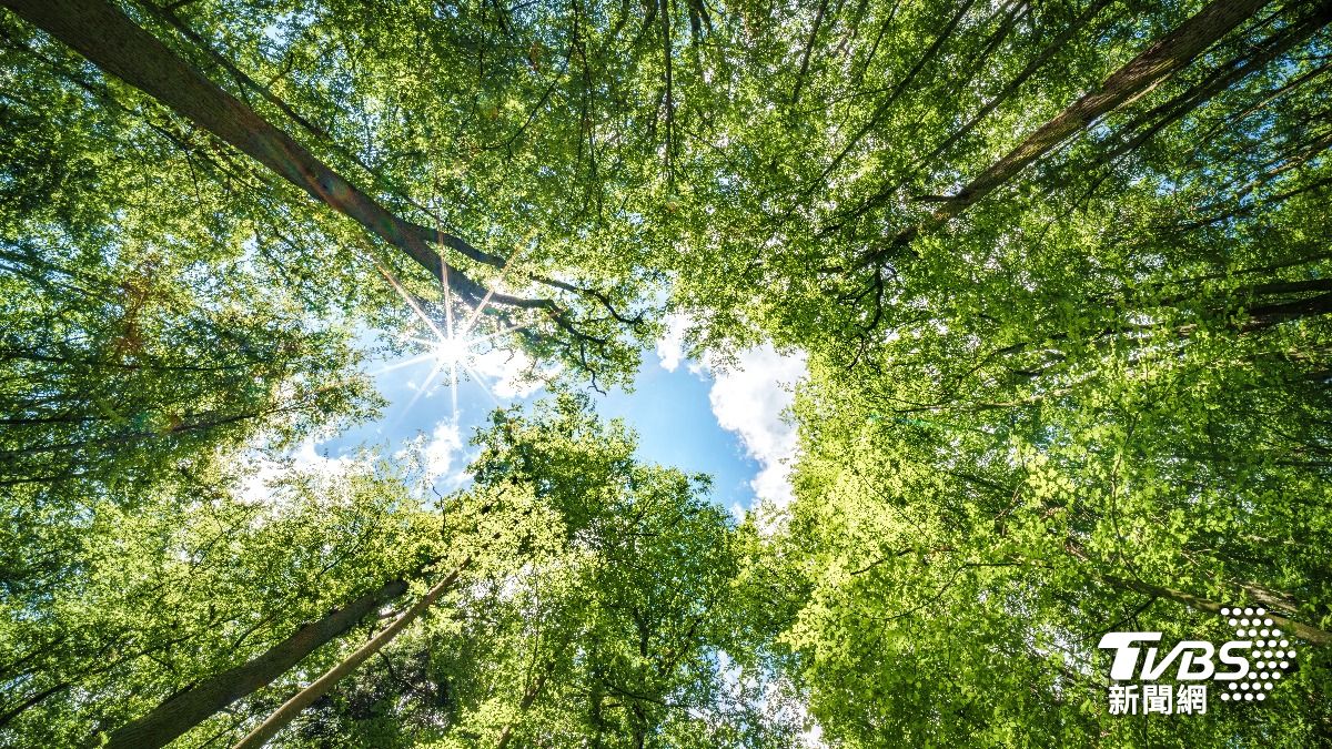 Agriculture ministry unveils forest, bamboo initiatives (Shutterstock)