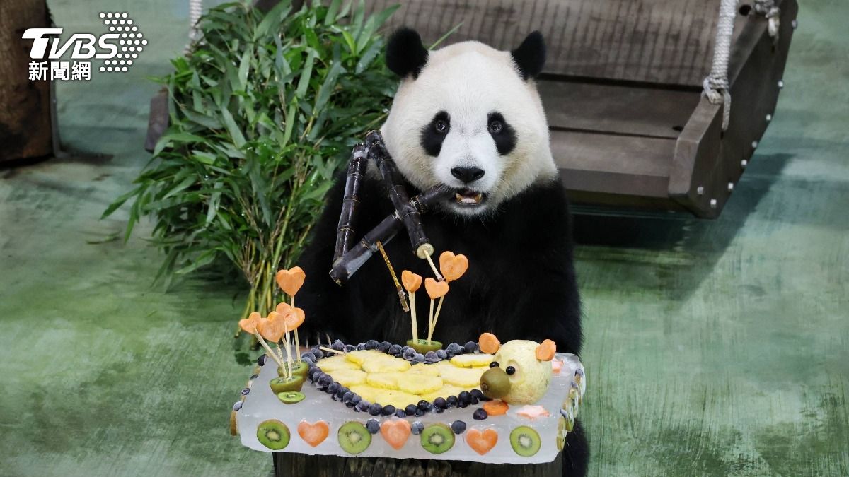 Taipei Zoo celebrates panda Yuan Bao’s 4th birthday (TVBS News)